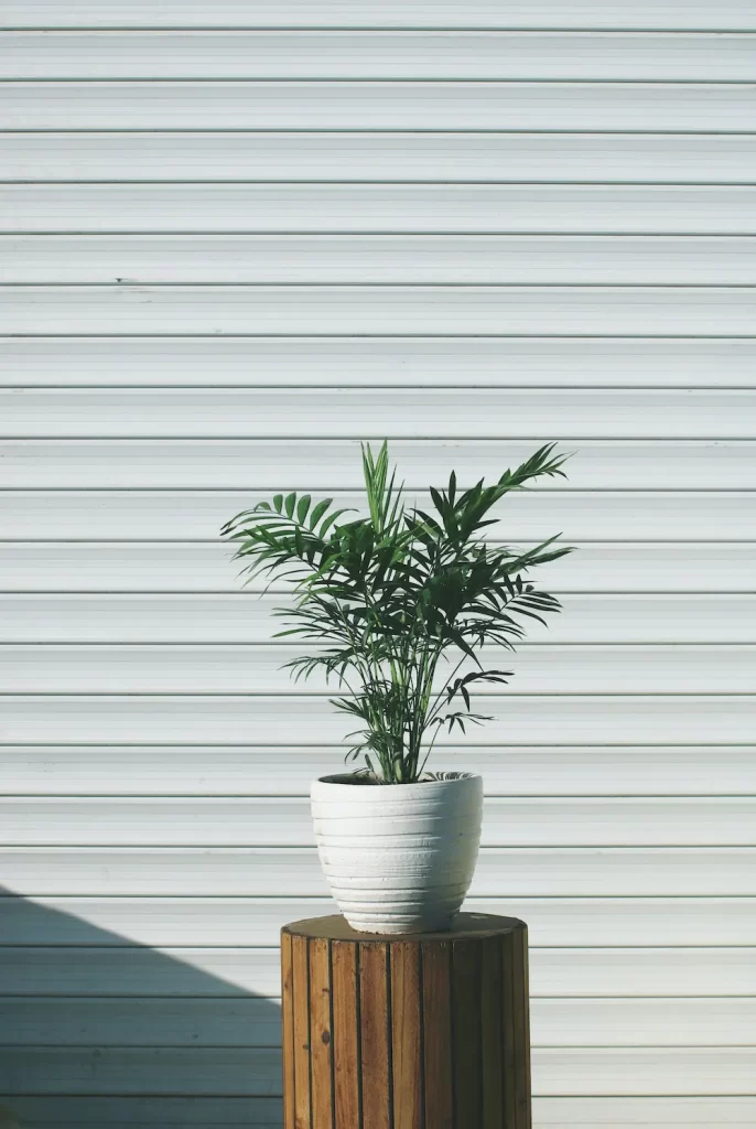 Bamboo palm indoors