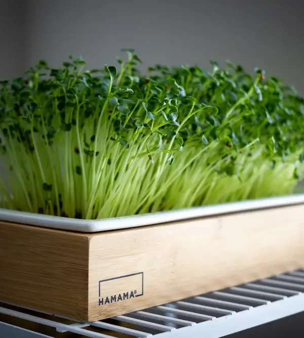 The best home garden vegetable ideas