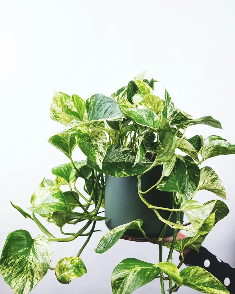 Pothos plant indoors in black pot