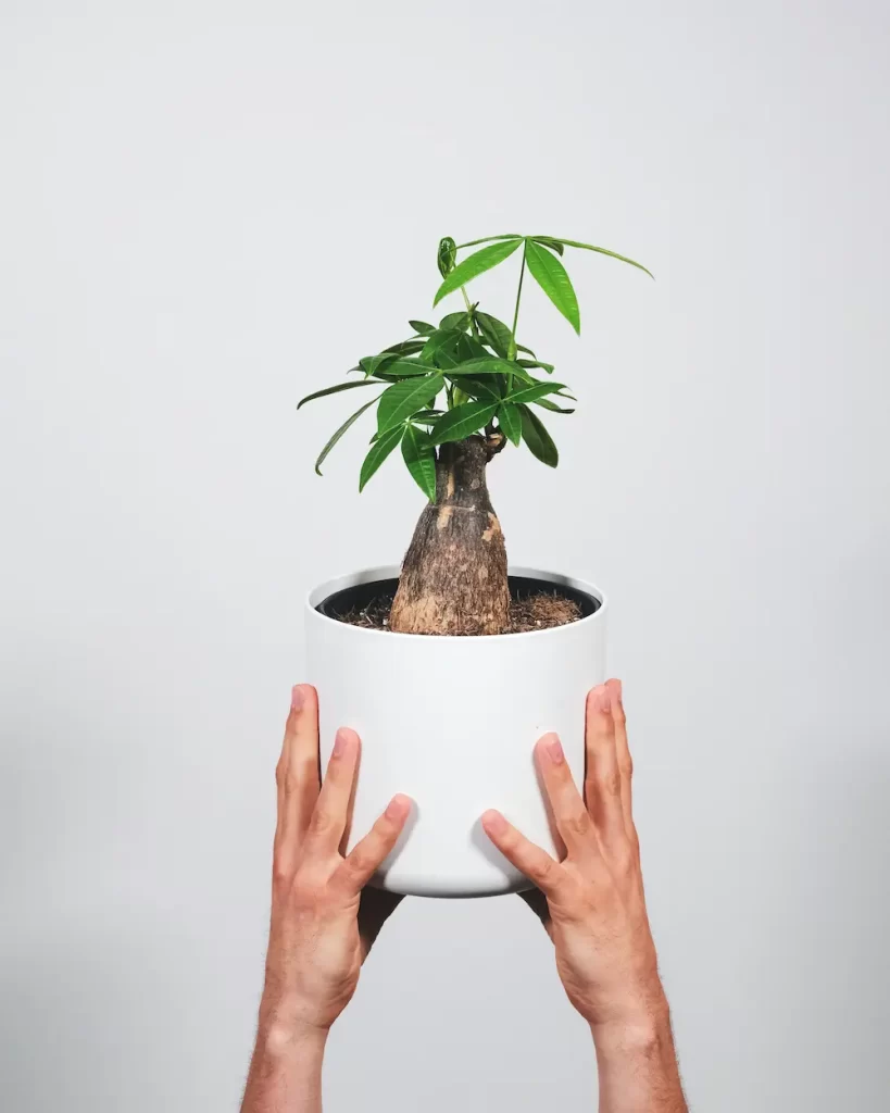 Money tree in white pot