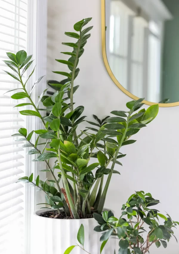 How to decorate your house with plants