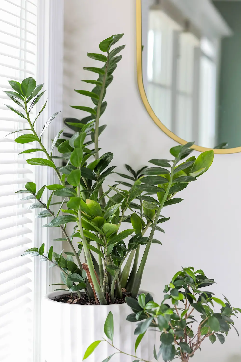 Top 10 low maintenance houseplants | home sweet apartment