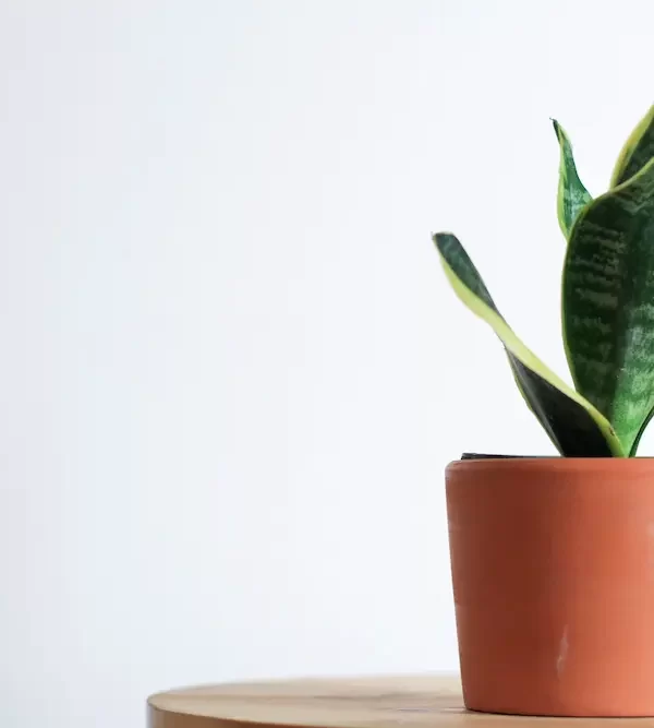 20 best allergy-friendly houseplants