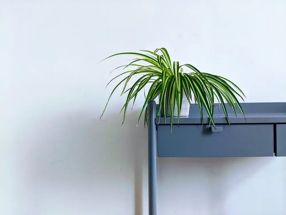 Spider plant on desk inside