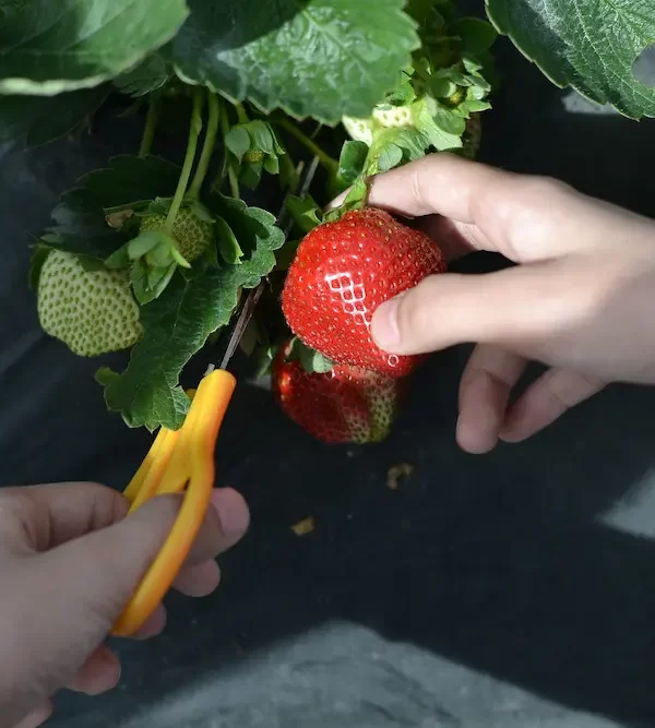 Person cutting a strawberry off a plant