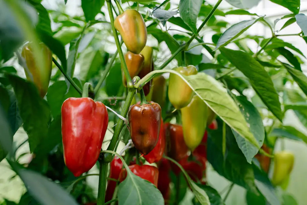 Jalapeno peppers on plant