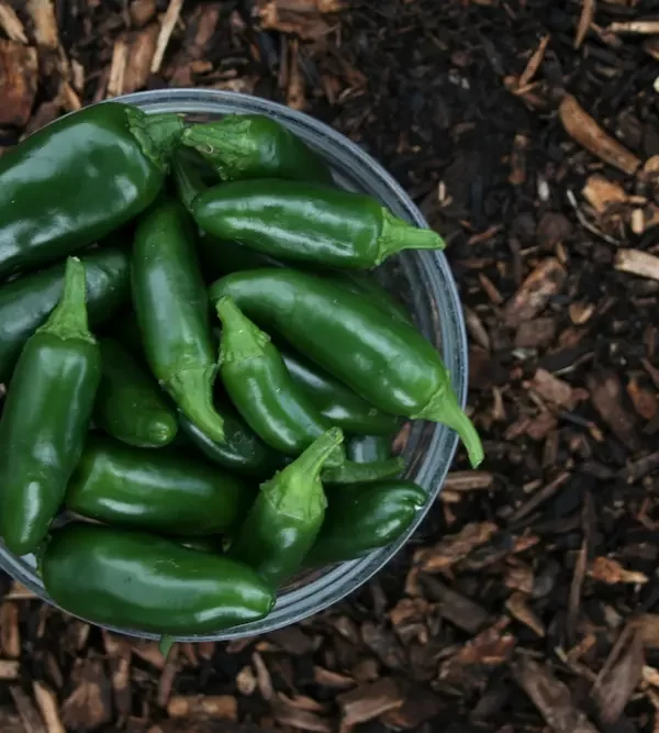 The complete guide: Start jalapeno seeds indoors