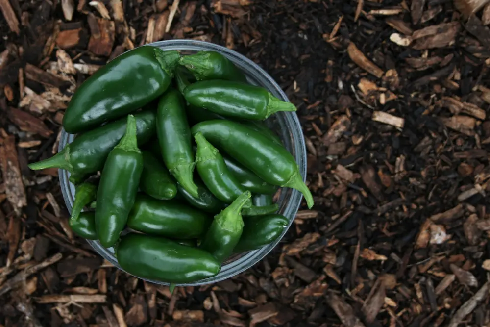 Jalapeno peppers in bowl