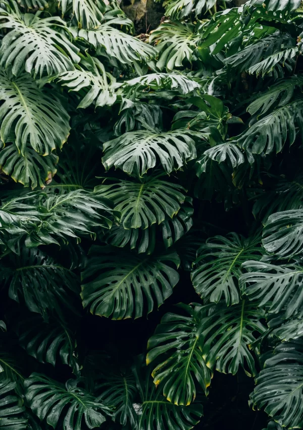 Tropical monstera plant outside