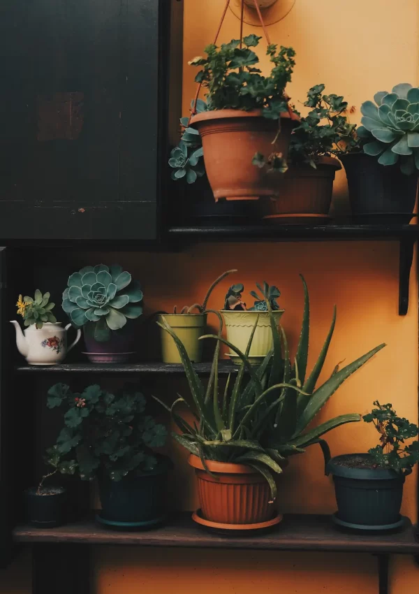 floating shelves with plants on them