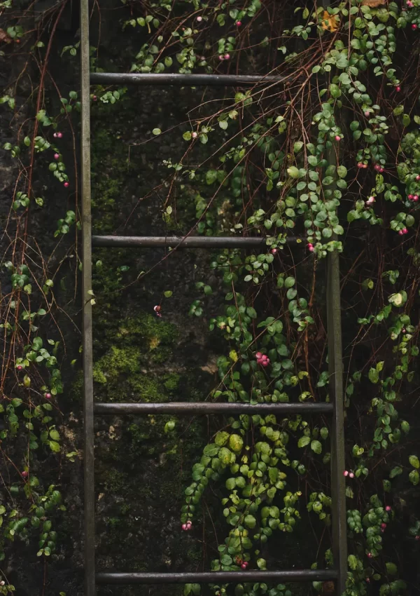 How to create a vertical garden in your small apartment