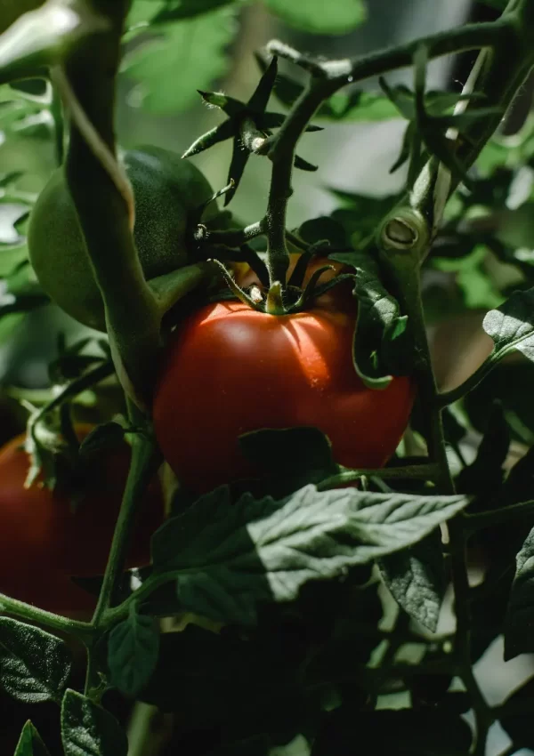 Tomato plant with ripe tomato on vine