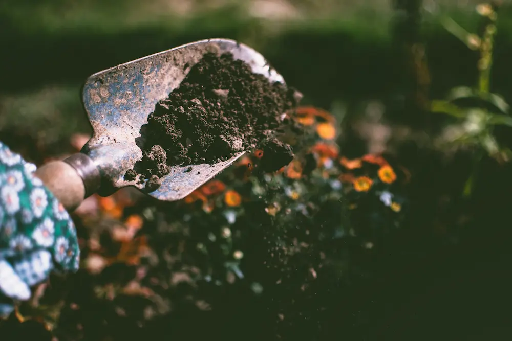 Person holding a shovel with dirt in it.