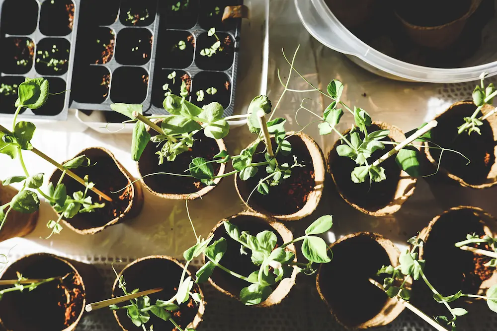 multiple different plants in small cups