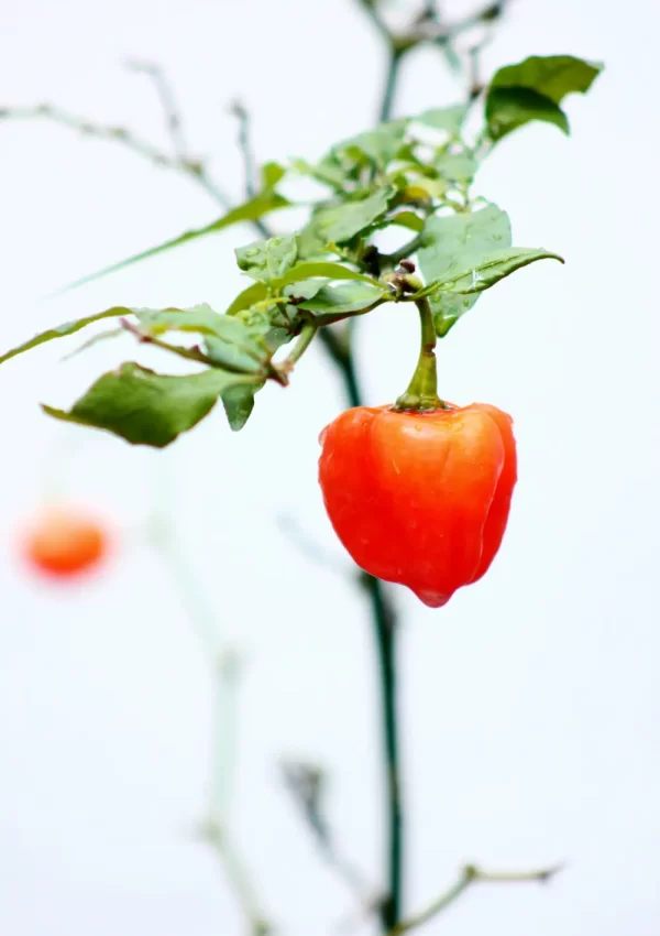 How to grow and maintain habanero plants