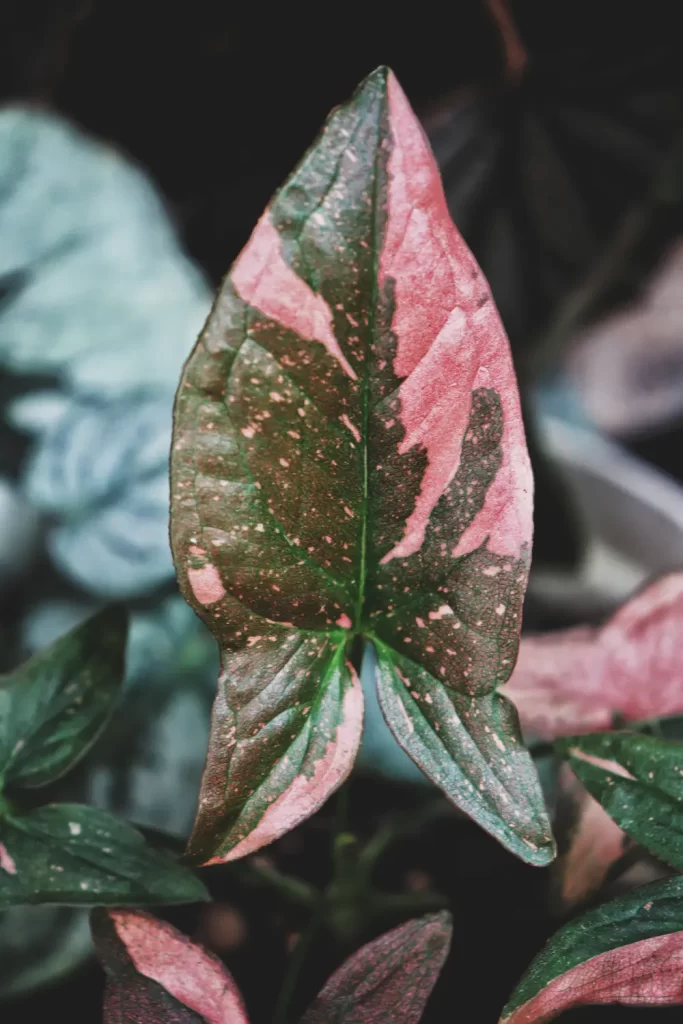 Syngonium podophyllum