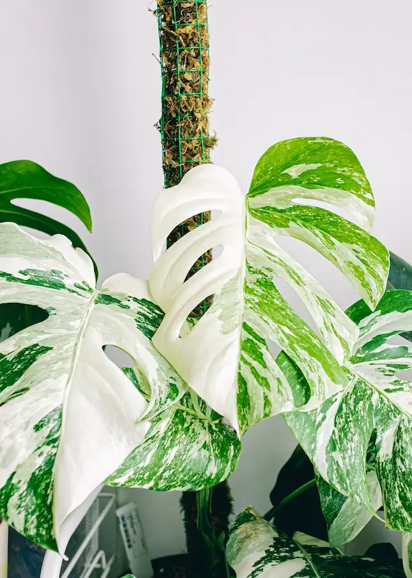 15 best variegated houseplants to brighten your home
