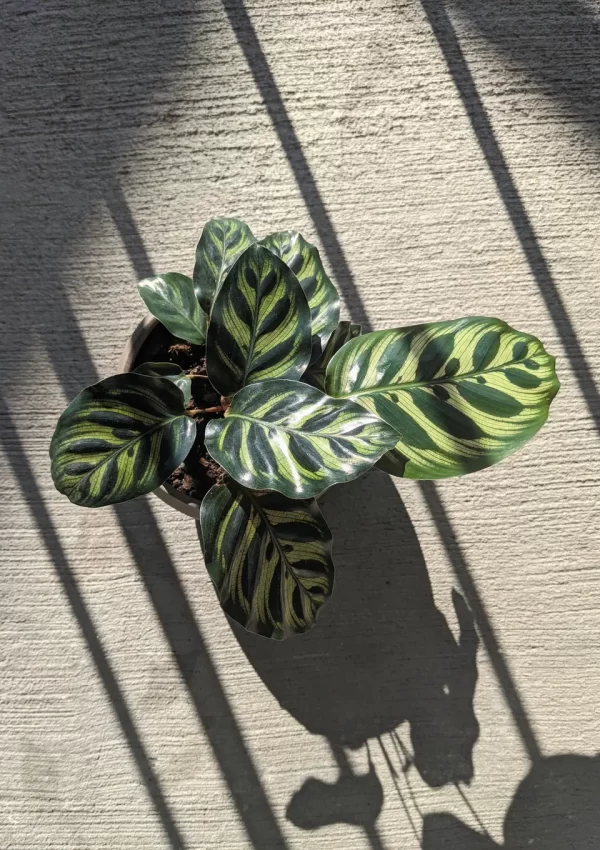 Top 15 pet-friendly houseplants