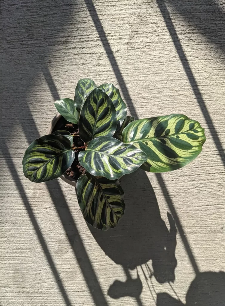 calathea makoyana outside