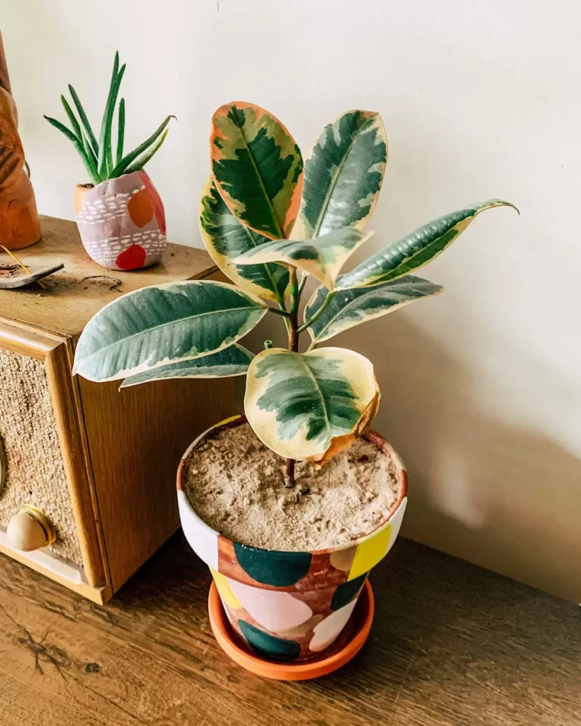 ficus elastica 'tineke' in pot indoors