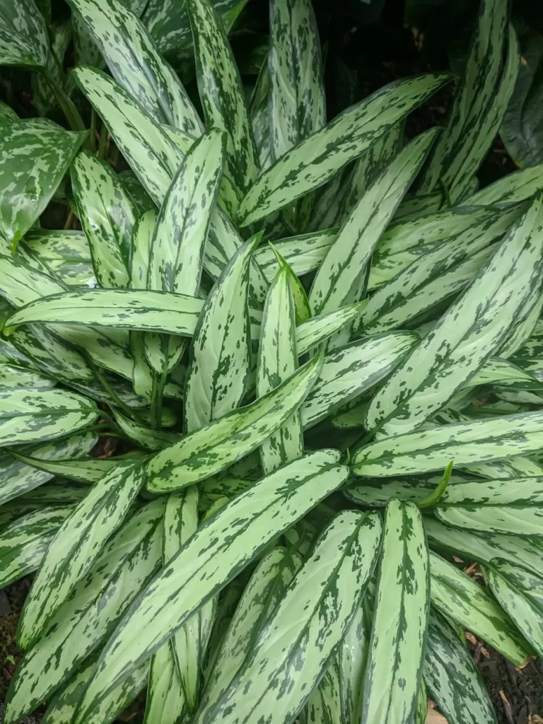 aglaonema leaves