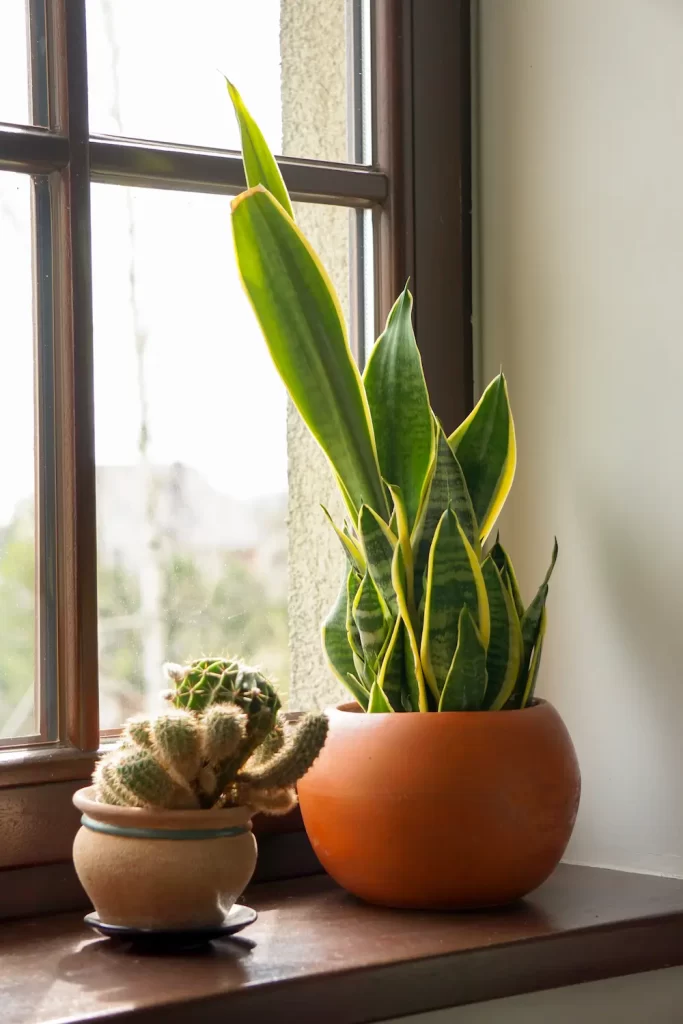 Sansevieria trifasciata 'Golden Hahnii'