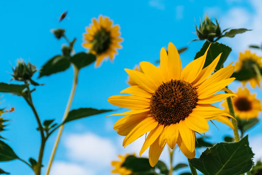 sunflowers outside