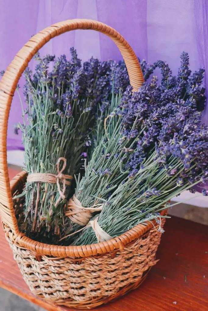 lavender in bunches in basket outside