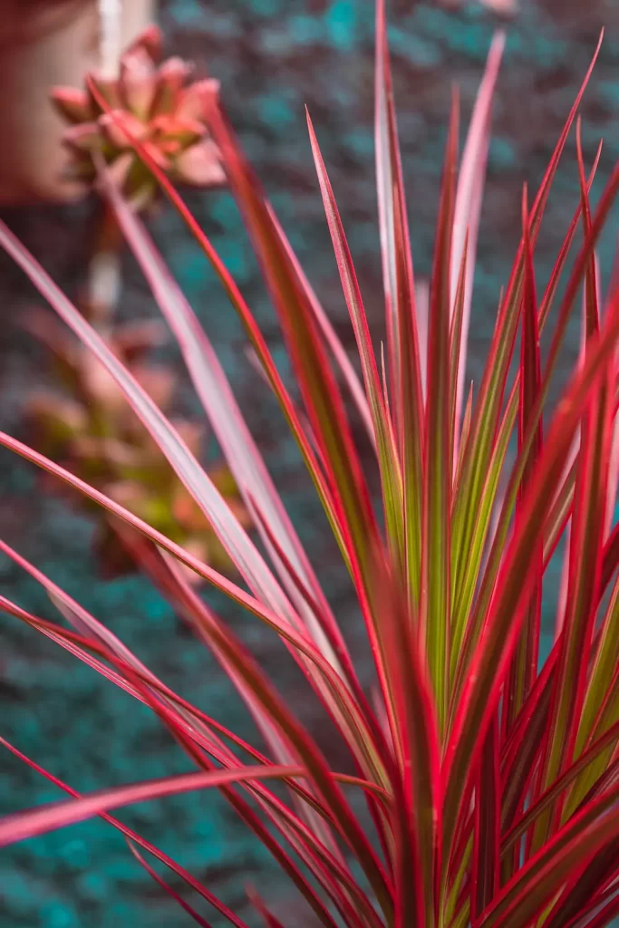 Dracaena marginata 