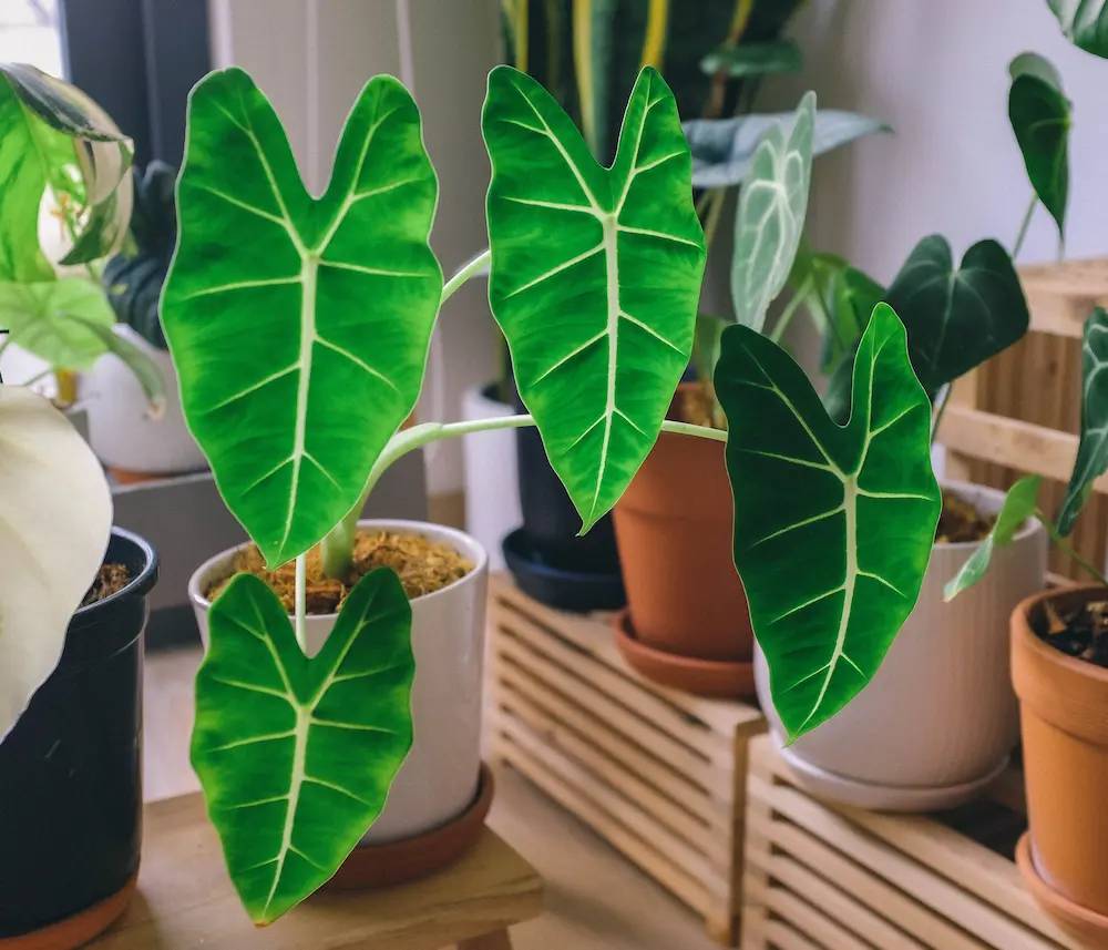 Alocasia amazonica 'Polly'