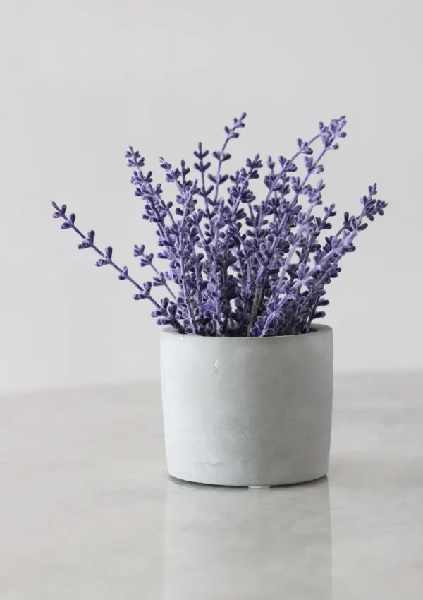 How to grow and care for lavender