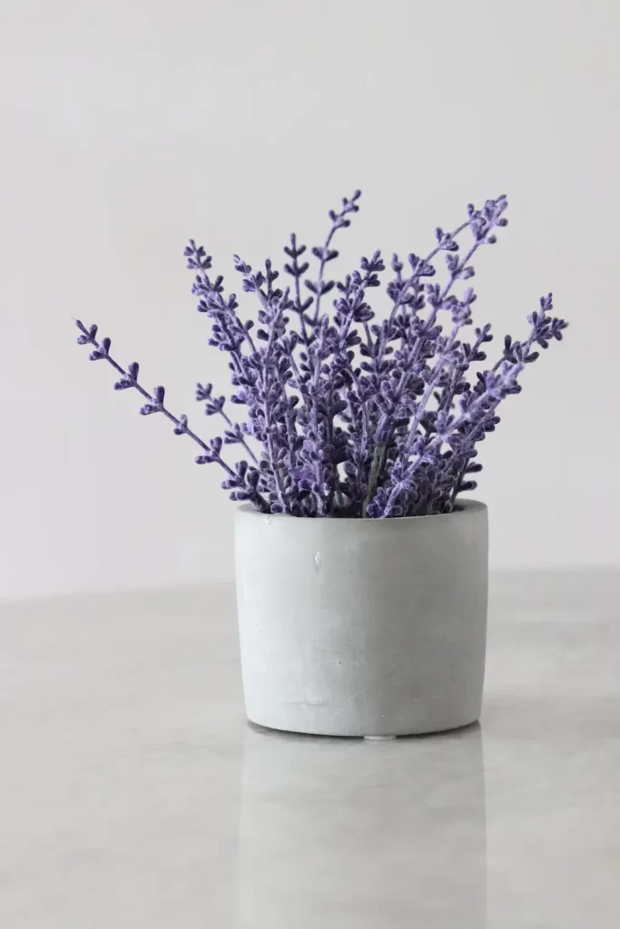 lavender plant in pot in house