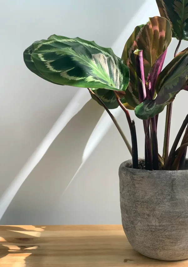 5 best planters to elevate your apartment decor