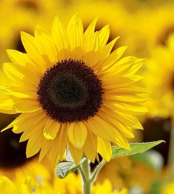 How to grow and care for sunflowers