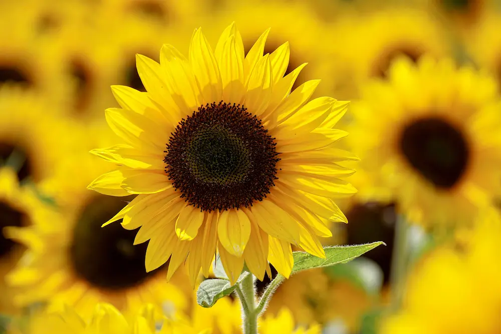 group of sunflowers outside