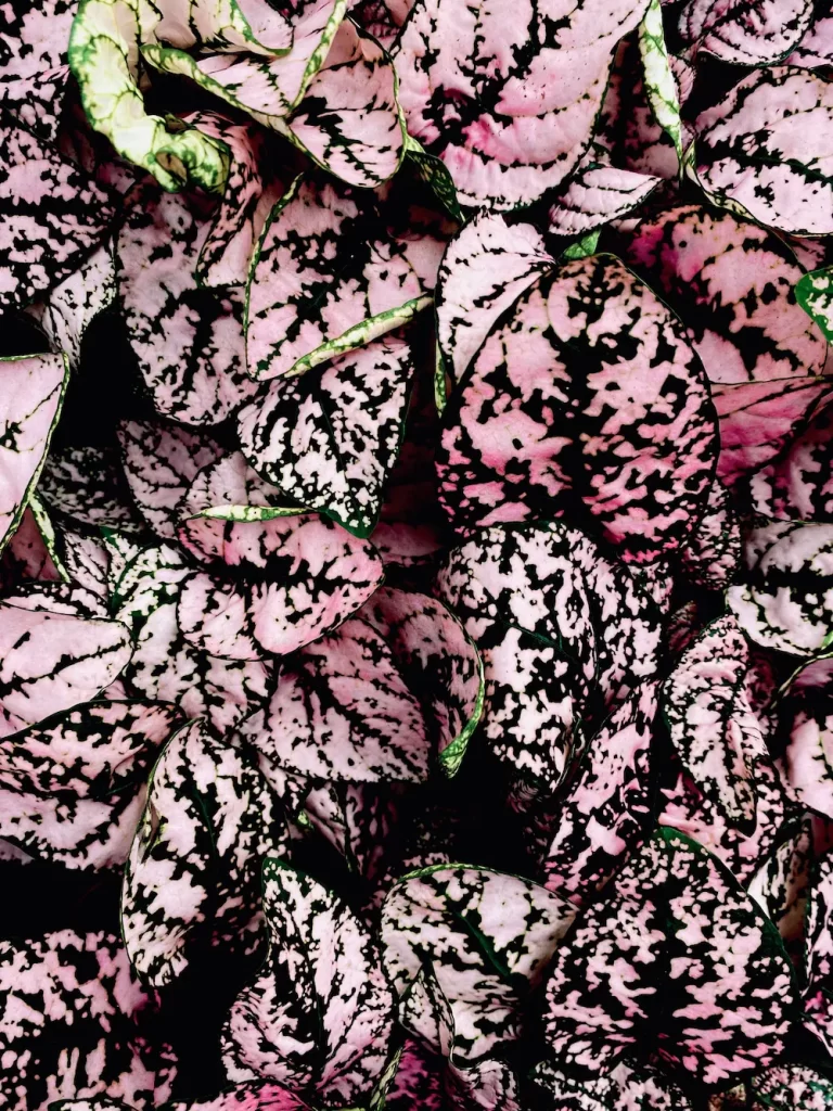 Fittonia leaves