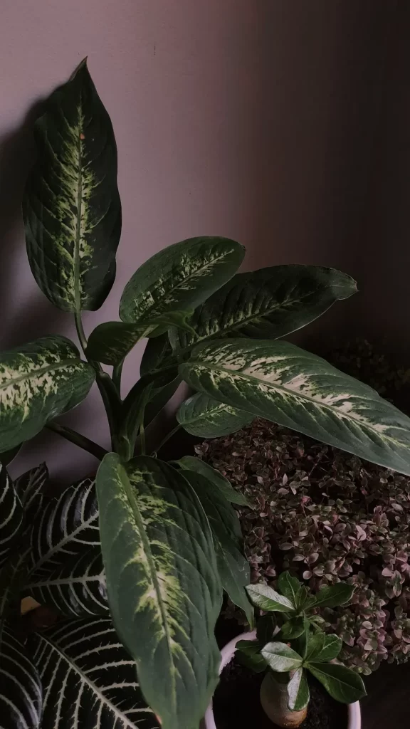 dieffenbachia indoors