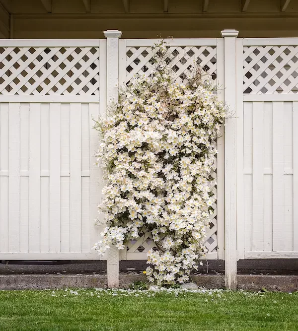 Plant growing on fence outside