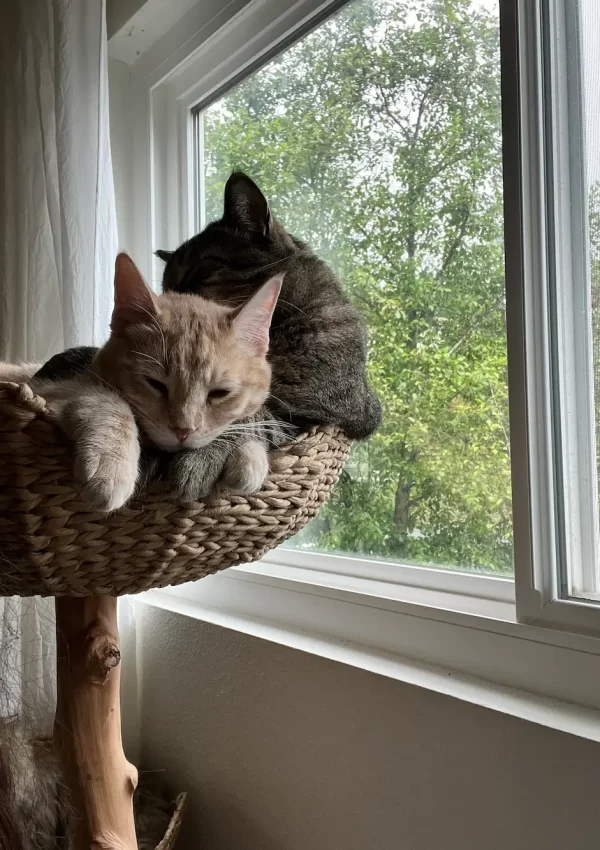 Cats in cat tree
