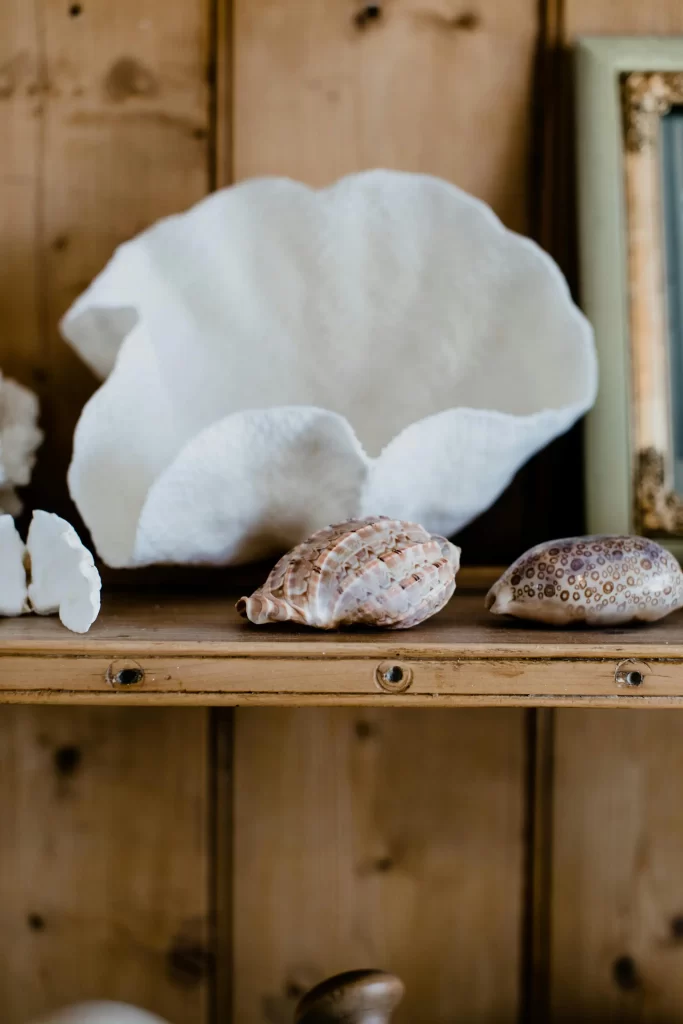 seashell display in home