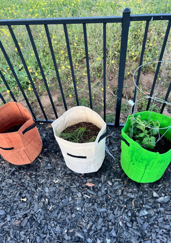 How to start bucket gardening